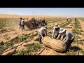 Unbelievable! They Tried Growing Peanuts In The Desert - The Results Shocked Millions Of People