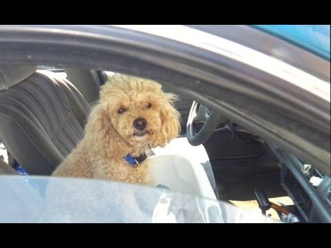 Puppy in Hot Car Hot Day ! People Leave Dogs In Cars While They Shop SO HOT TODAY !