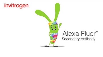 Introducing…. Invitrogen Alexa Fluor Antibody