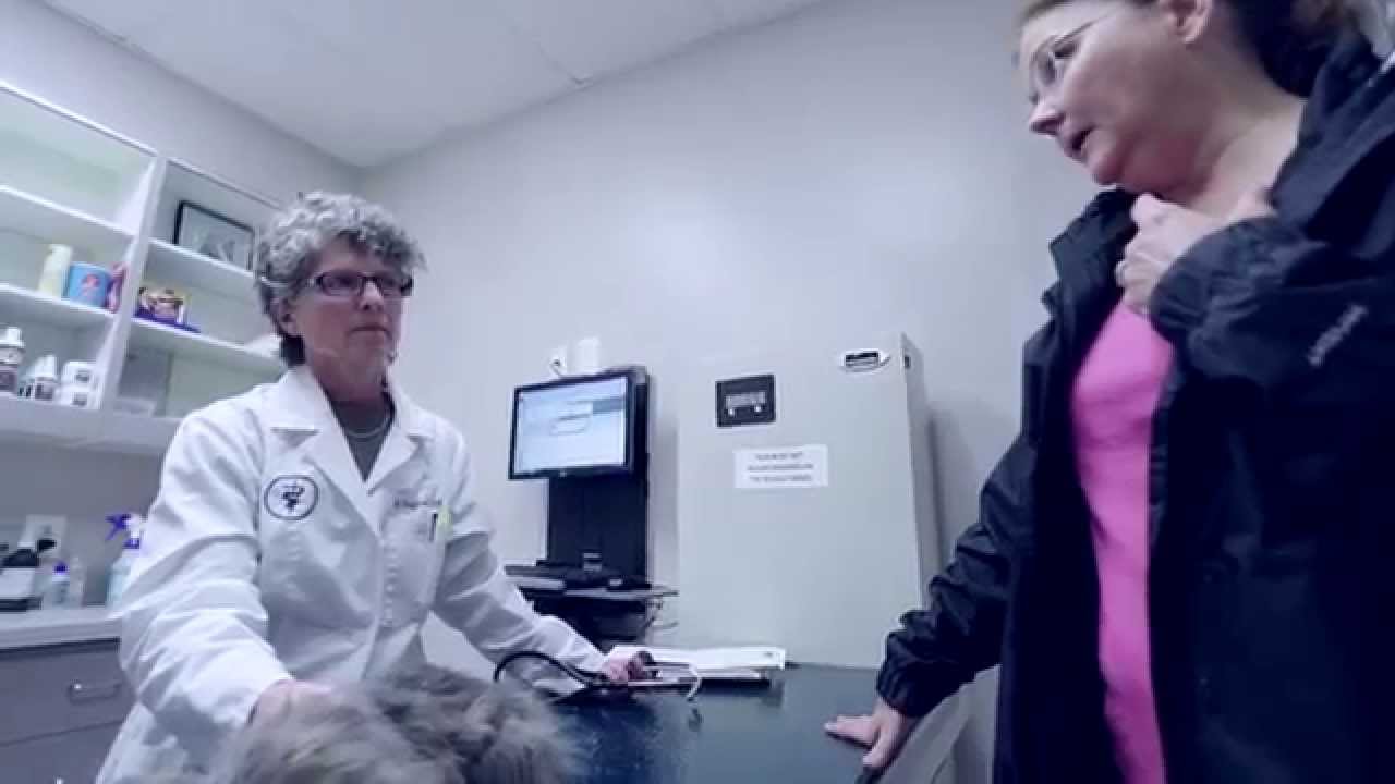 to OlneySandy Spring Veterinary Hospital YouTube