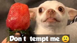 Nikki Dog Video Mr Eviator Dog Nikki Funny Videos Angry Chihuahua