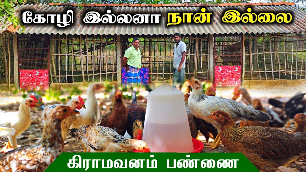 🐓25 தாய்கோழிகள்! மாதம் 15 ஆயிரம்! சோதனை வெற்றி! கிராமவனம் சிறுவிடை வளர்ப்பு!