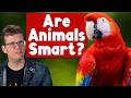 What Makes An Animal Smart?