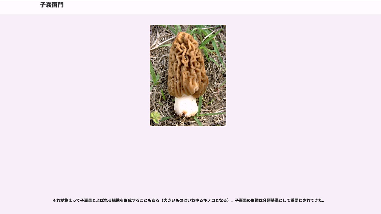 子嚢菌門 Youtube 子嚢菌門 Youtube