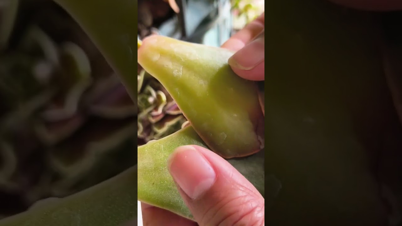 Mantenimiento a jaula de suculentas