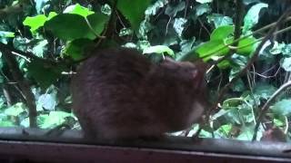 Fat Mouse At My Window