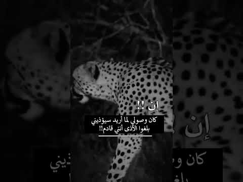 إن كان وصولي لما أريد سيؤذيني بلغوا الأذى أنني قادم قطر الجزائر تونس العراق المغرب