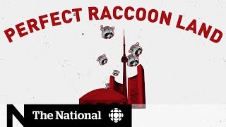 Is Toronto the raccoon capital of Canada?
