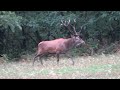 Erfolgreiche Jagd auf den Brunfthirsch | red stag hunting in the rutting season 2020 | ep # 1