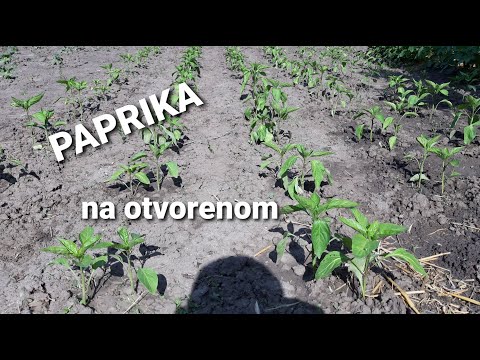 Video: Sadnja Paprike Na Otvorenom Tlu