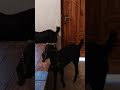 Mere Ghar ka Bakra #shorts #reels