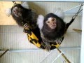 My Pet Marmoset Monkeys.