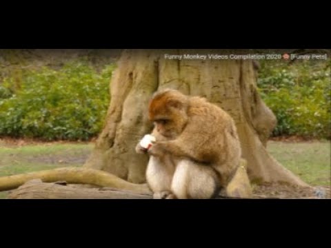 Funny Monkey Videos Compilation 2020 🐵 [Funny Pets]