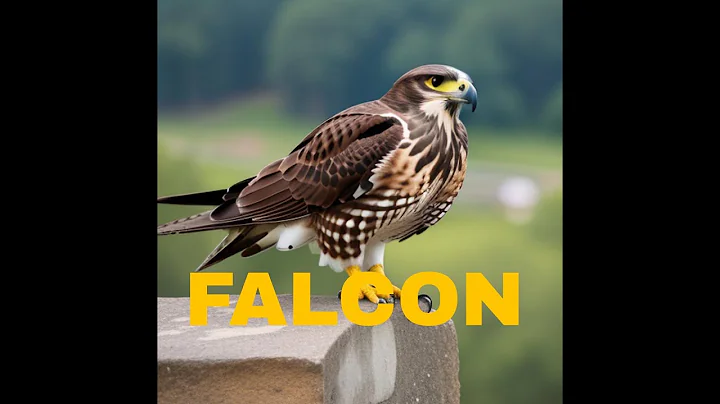 PEREGRINE FALCON - a dive fighter! The FASTEST animal on the planet!