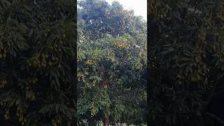 lichi Bagan ka look