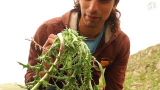 Wild Edible Akkoub or Gundelia in Lebanon