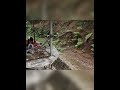 🏡 Building a Stunning Wooden Log Cabin Alone from Start to Finish | Full Timelapse Journey 🔨🌲