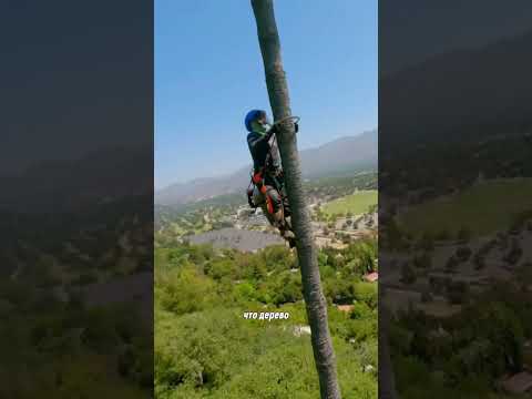 Как обрезают пальмы
