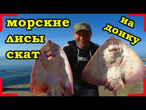 РЫБАЛКА НА ХИЩНИКА. НА ДОНКУ. ПОЙМАЛ МОРСКИХ ЛИСИЦ И СКАТА.