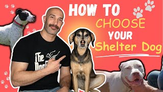 What You NEED To Know  Before Adopting A Shelter Dog  | 6 Tips For SUCCESS!