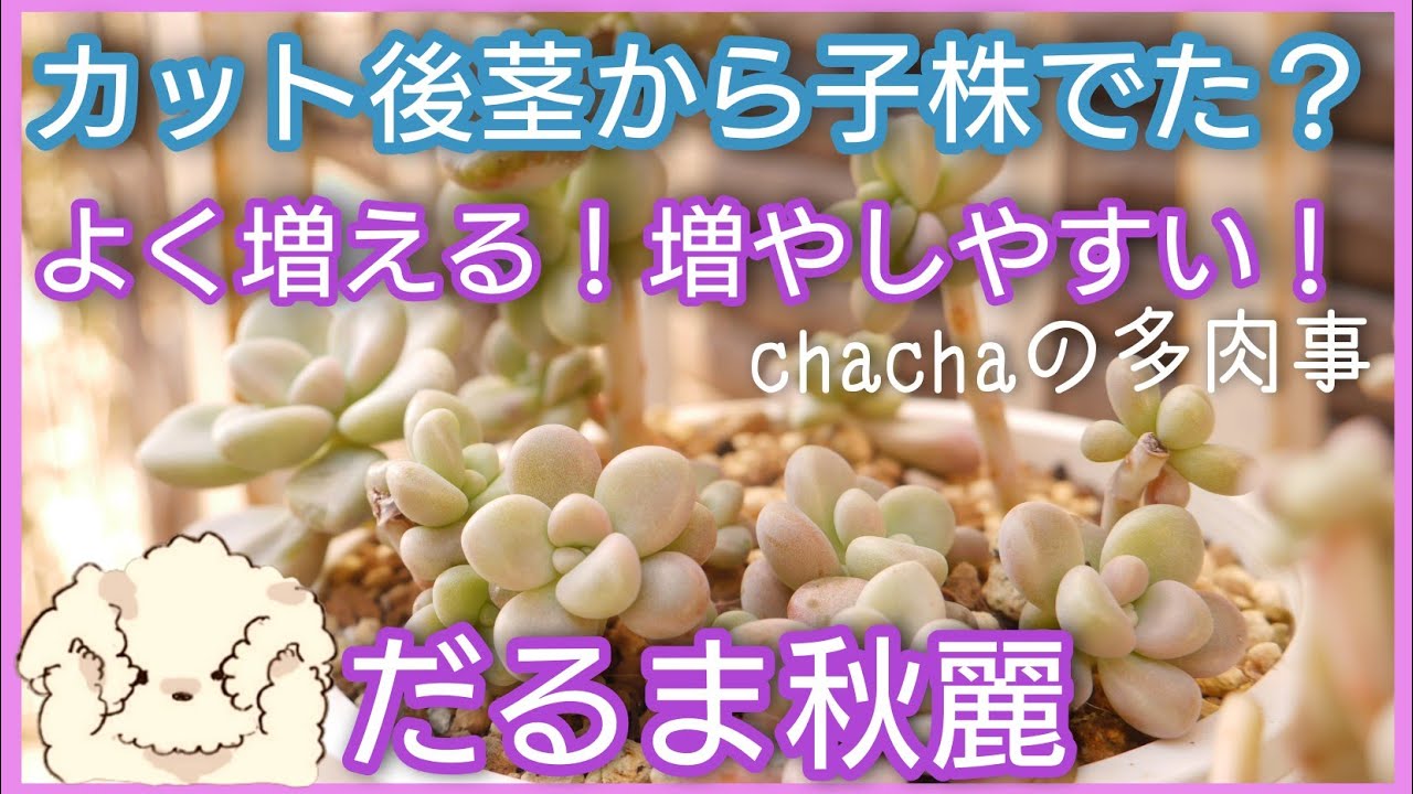 多肉植物】増やしやすいおすすめ多肉☺️だるま秋麗✂️カット後茎から