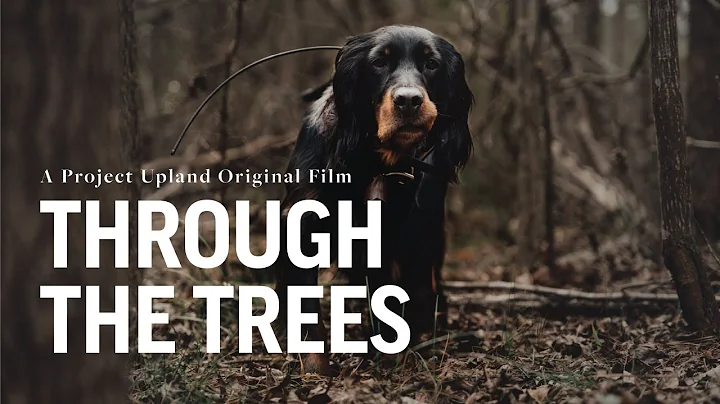 Woodcock Hunting with Gordon Setters - Project Upl...