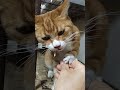 2026 01 09 03 猫動画ショートですニャン ‐ #cat #子ネコ #猫 #catsofyoutube #cats