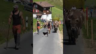Alpaufzug Wiesenberg der Familie Niederberger zur Alp Unter Chneu #schweiz #tradition #brauchtum