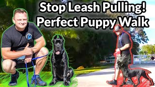 How To Train Your Puppy To Off Leash Heel For Beginners