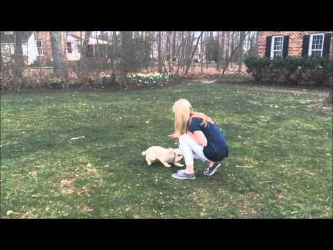 Classical Conditioning