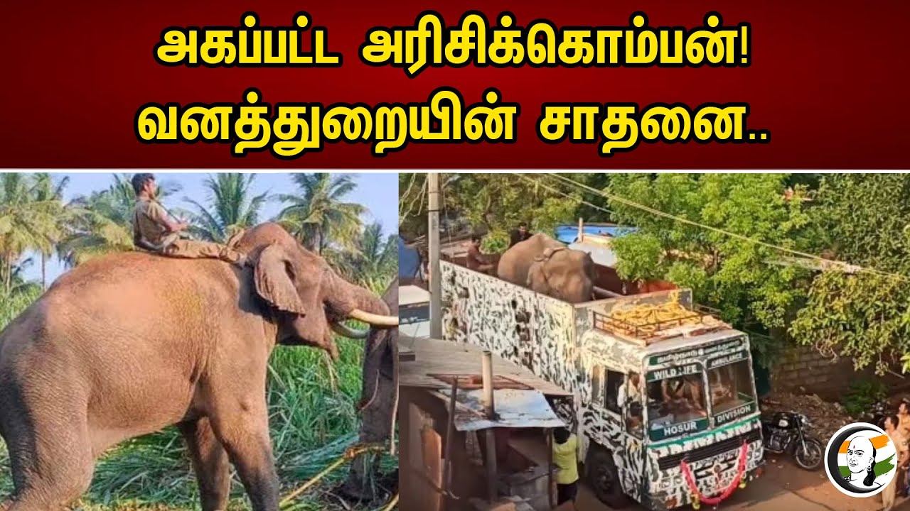 அகப்பட்ட அரிசிக்கொம்பன்! வனத்துறையின் சாதனை.. | Arisi Komban Elephant Got Caught | Forest Officers