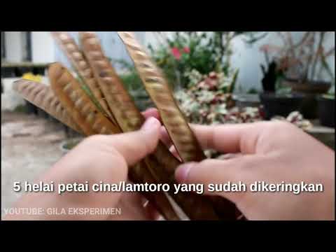 Obat kuat herbal pria perkasa