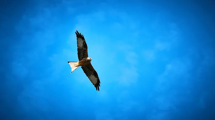 They shall mount up with wings like eagles (Isaiah‬ ‭40:31‬) - Thought for the Day - 02Feb2021