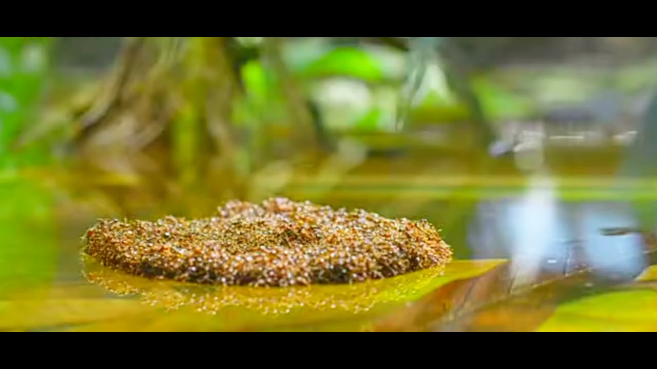 ants build perfect making raft on water beauty of nature - YouTube