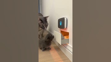 Smartest Cat EVER? Watch Cat Mun Open a Sensor Door Like a Pro! 13