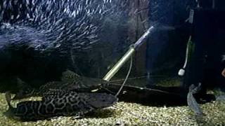 overstocked holding tank, next to new tank and sump by vik datta 143 views 15 years ago 40 seconds