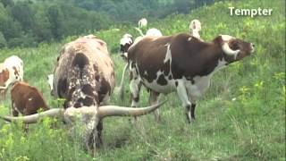 Tempter The Longhorn Bull by dickinsoncattle 13,614 views 11 years ago 8 minutes, 38 seconds