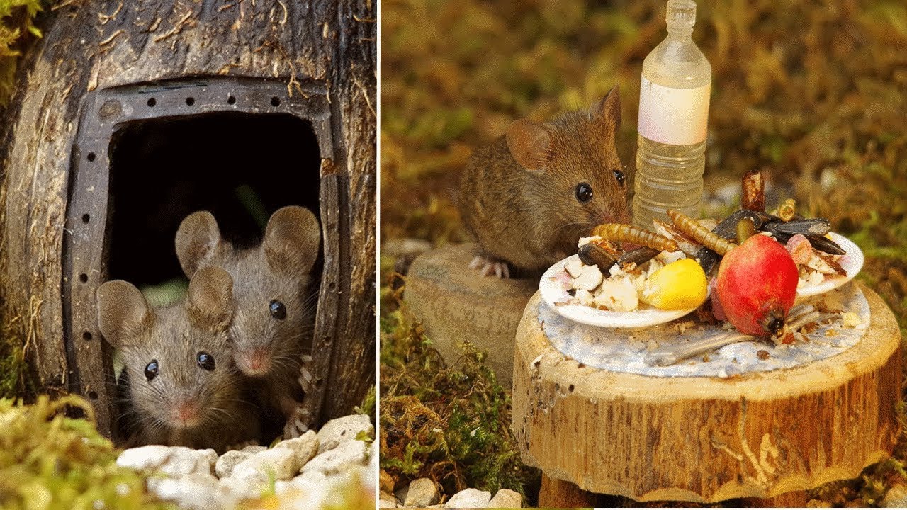 Man Discovers A Family Of Mice Living In His Garden, Builds Them A  Miniature Village