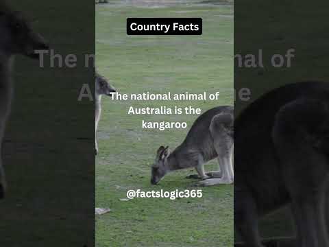 Video: Care cangur este simbolul național al Australiei?