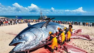 Catching 500 Giant Bluefin Tuna on a Longline – Deep-Sea Fishing Documentary