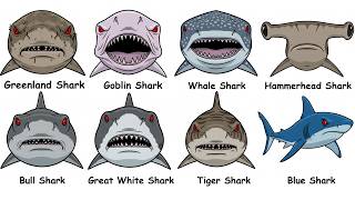 Every Shark Type Explained