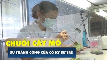 Cô kỹ sư trẻ thành công với cây chuối cấy mô