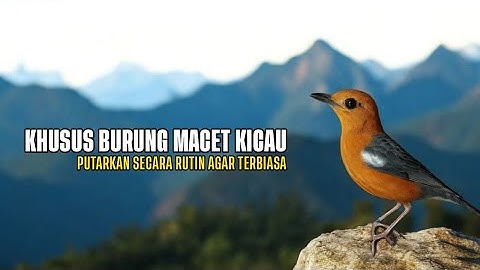 Pancingan Anis Merah Terbaru 2025 - Bikin Burung Seketika Cerewet Seharian Tanpa Henti