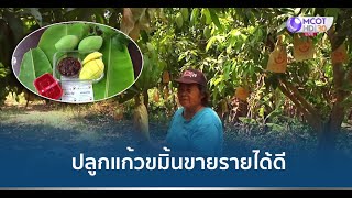 ชีวิตหลังเกษียณ ปลูกมะม่วงแก้วขมิ้นขาย รายได้ดี