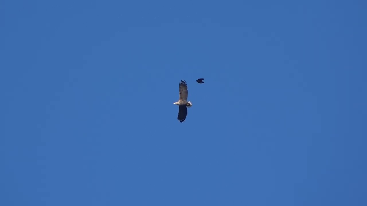 Seeadler und Aaskrähe im Größenvergleich/Size comparison of a white tailed  eagle and a crow