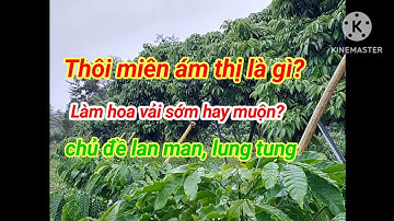 Làm hoa vải u hồng sớm hay muộn? Thuật" thôi miên ám thị" ảnh hưởng đến tư duy con người ra sao? 