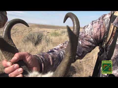 Video: Puas antelope poob lawv horns?