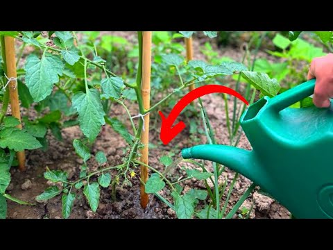 Video: Cât de puțină este prea puțină apă – Cum arată o plantă sub udată