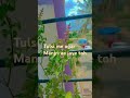 🌿🌱#trending #tulsi #podcast #upay #homegarden #plants #yyoutubeshorts #viralvideo