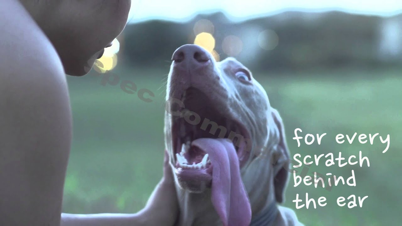 Spec Commercial Merrick Dog Food YouTube